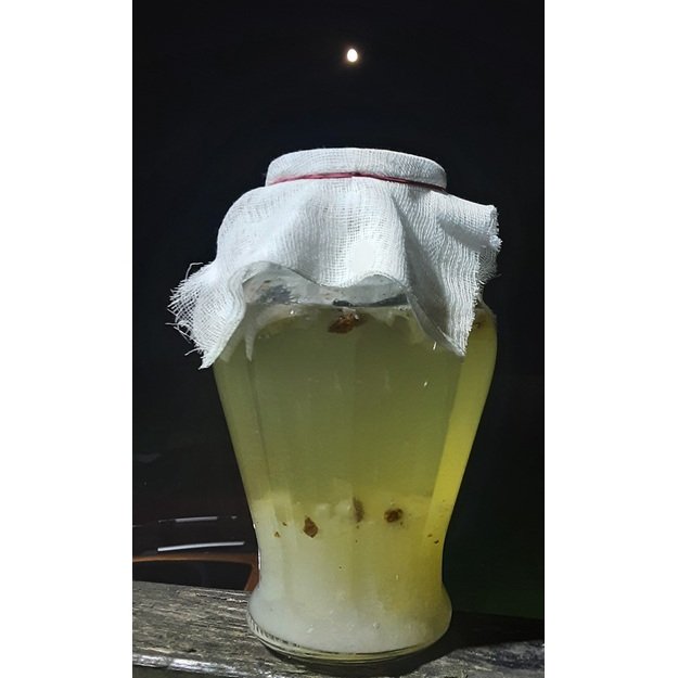 Indijos jūros ryžių grybas